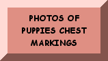CLICK HERE TO SEE PUPPIES CHEST MARKINGS